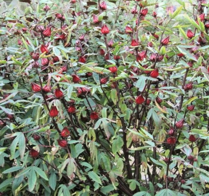 Rosella seedling 200mm