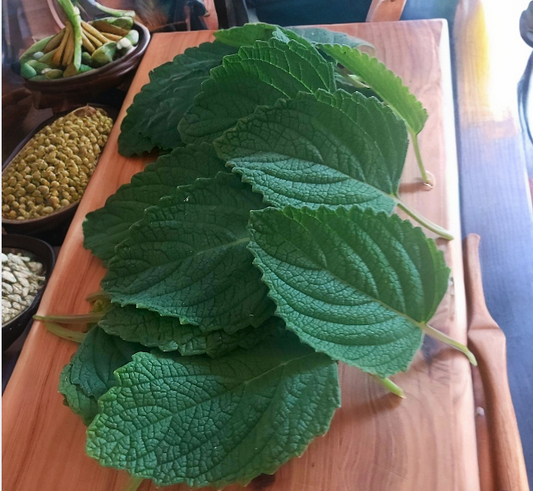 Native Basil Plant 200mm