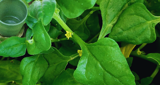 Warrigal Greens Seedling 200mm